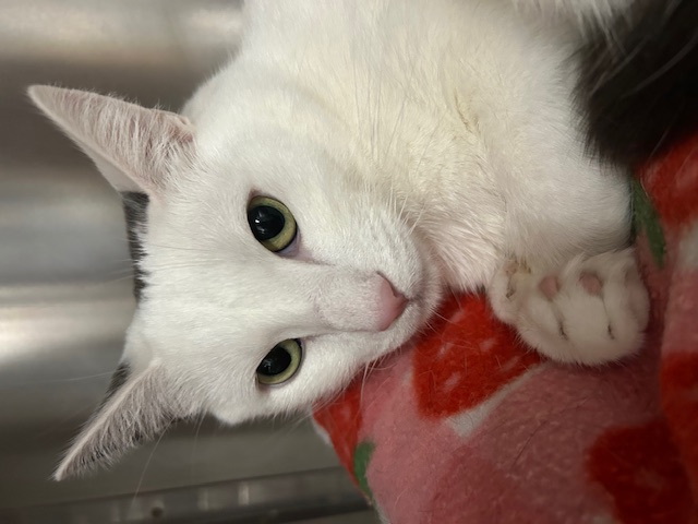 Generic placeholder image